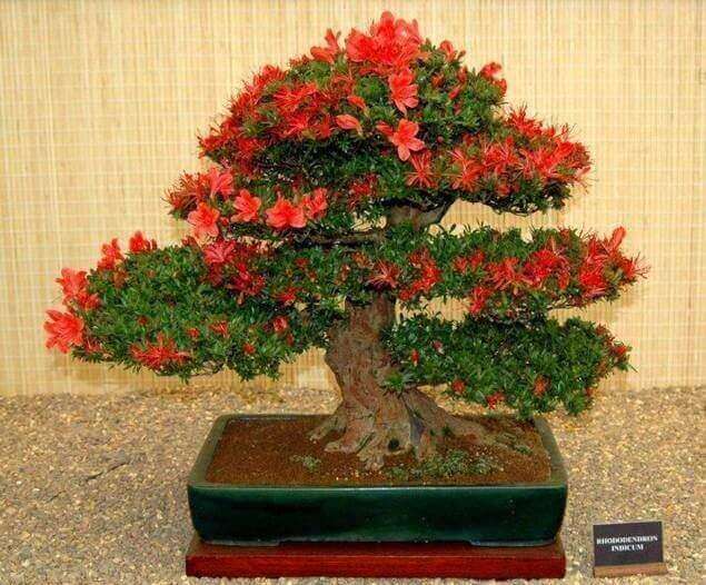 Top 5 cây cảnh bonsai được nhiều người chơi nhất
